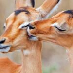7-Day Tarangire, Ngorongoro & Zanzibar Combination