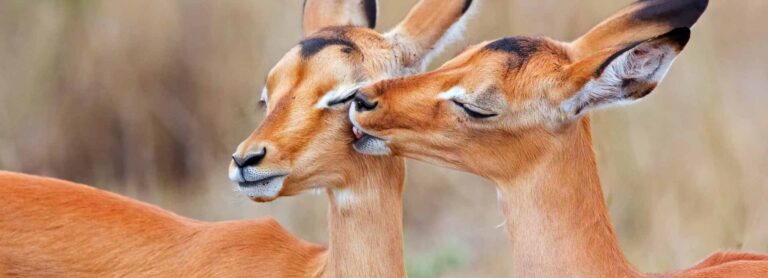 7-Day Tarangire, Ngorongoro & Zanzibar Combination