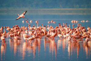 Lake Manyara National Park