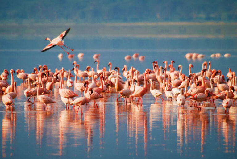 Lake Manyara National Park