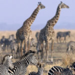 12-Day Southern Tanzania Adventure & Beach Escape