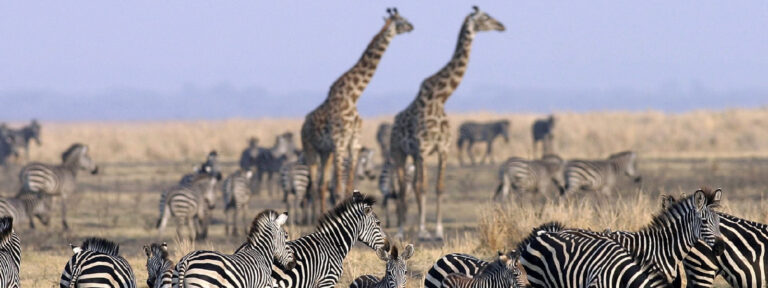 12-Day Southern Tanzania Adventure & Beach Escape