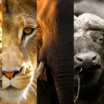 9-Day Big Five Safari & Zanzibar Retreat
