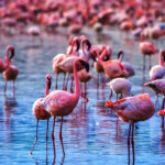 5-Day Lake Manyara, Ngorongoro & Serengeti Highlights