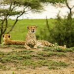 7-Day Serengeti & Ngorongoro Crater Explorer
