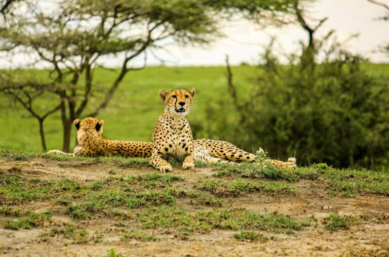 7-Day Serengeti & Ngorongoro Crater Explorer